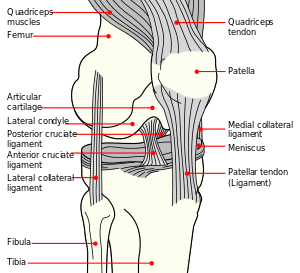 Anatomy of Medial Knee