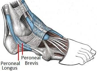 peroneal-tendons-anatomy