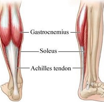 Achilles Tendon Anatomy