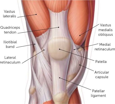 Anatomy of patellofemoral pain