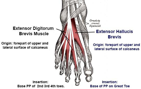 Extensor Muscles Anatomy