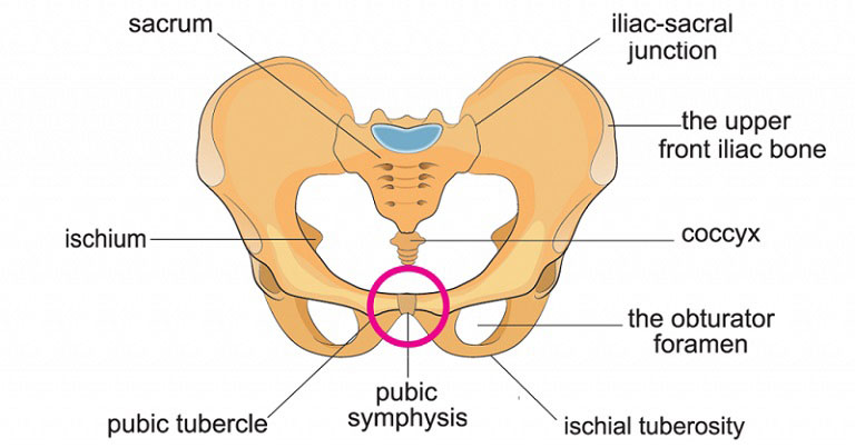 Symphysis Pubis Dysfunction anatomy